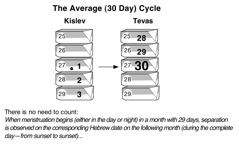 Diagram of the Average (30 day) Cycle in a month of 29 days: there is no need to count; separation is observed on the corresponding Hebrew date on the following month, the complete day from sunset to sunset.